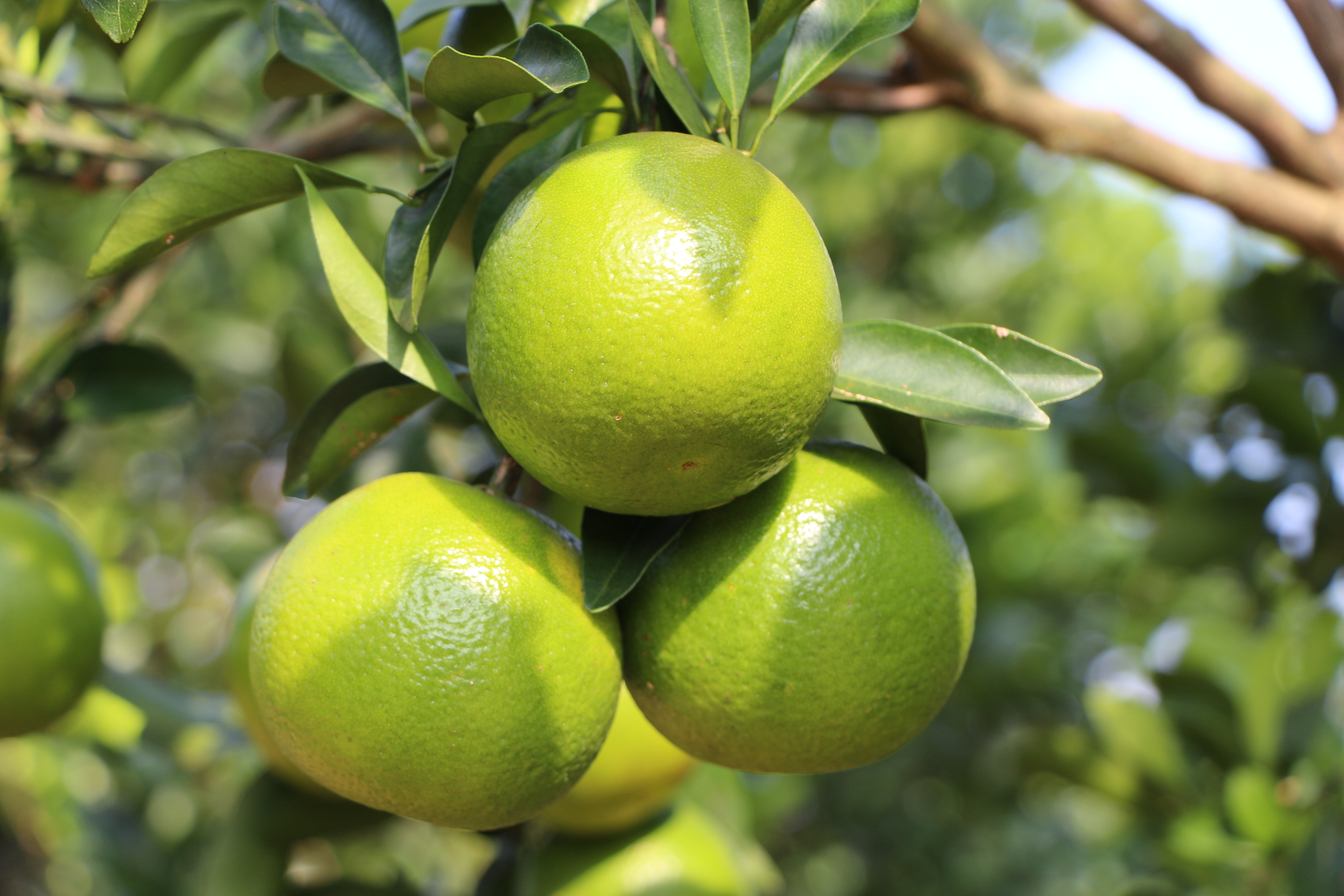 永利yl23411鲜果福橙