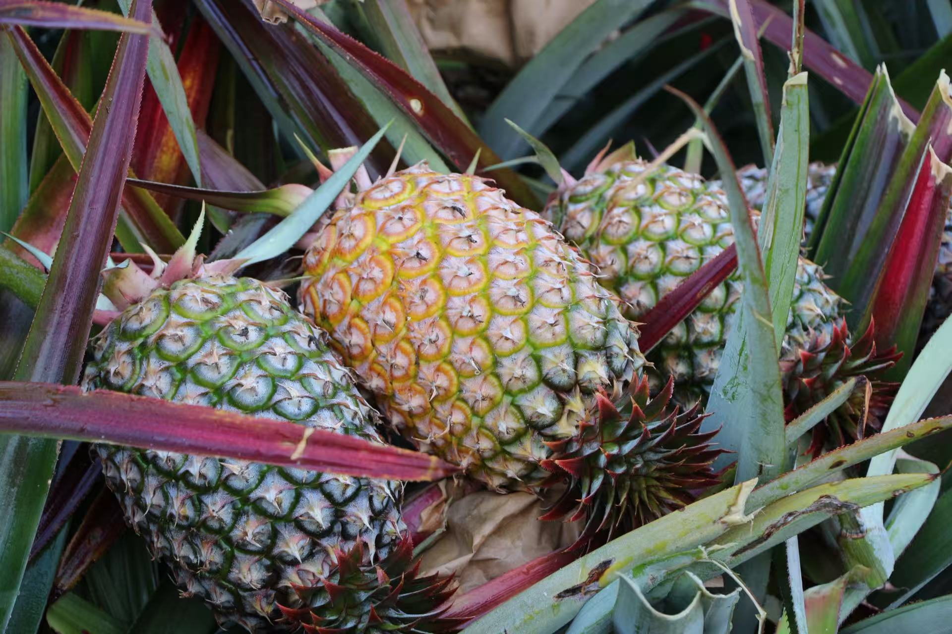 永利yl23411鲜果金钻凤梨