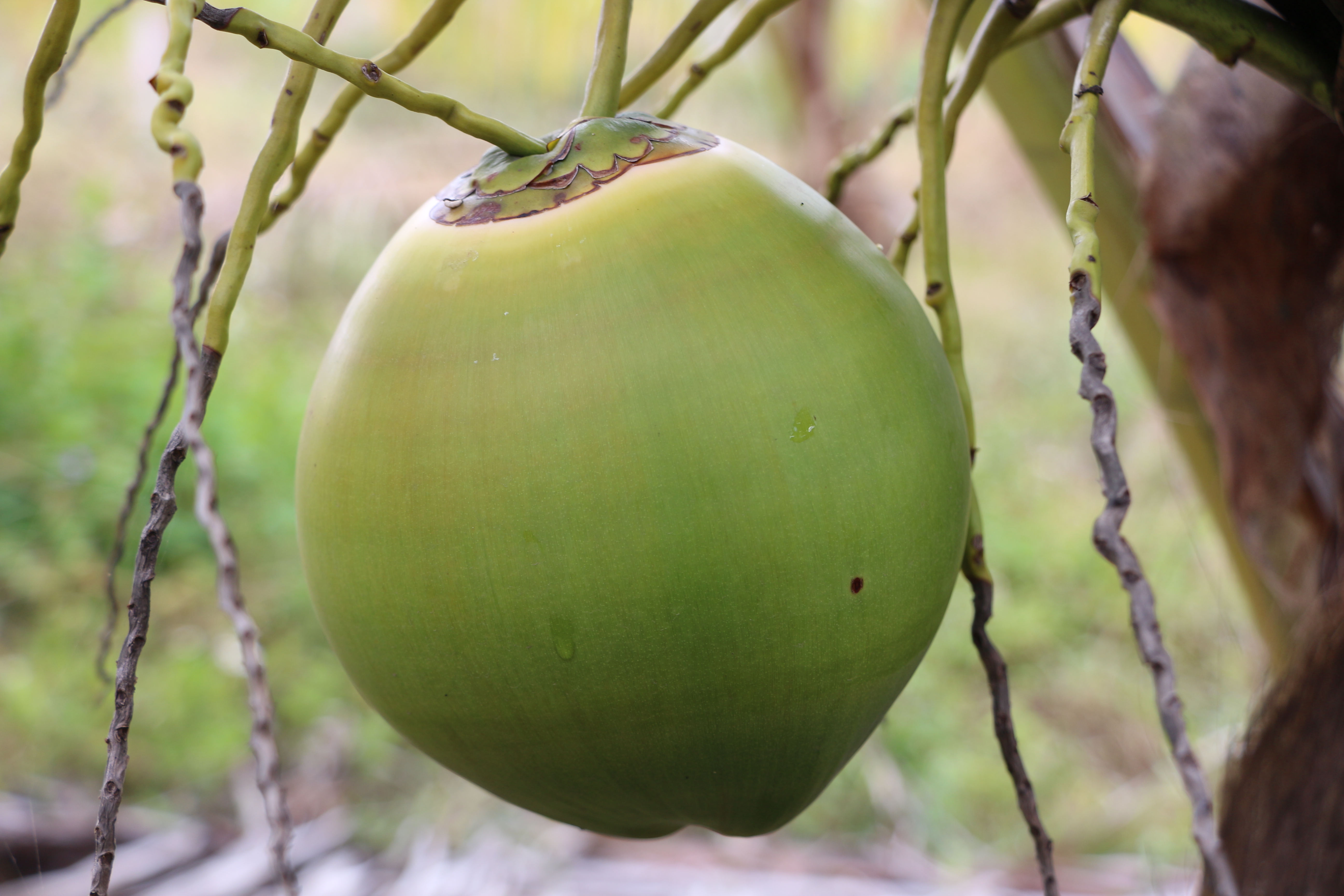 永利yl23411鲜果椰青